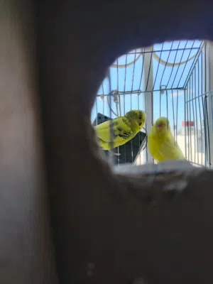 جوز طيور حب مع كامل أغراضه