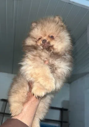 Pomeranian