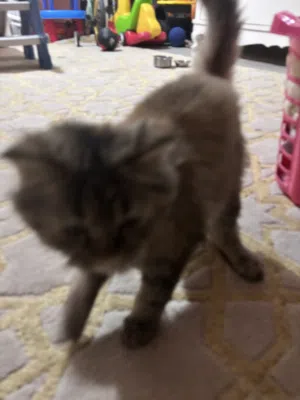 معا اغراضه كامل مطعمه مرا و مو معقمه