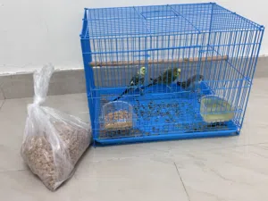 ببغاء البادجي ( الباراكيت، الدرة الاسترالية)