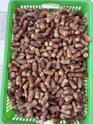 بيع سح نغال