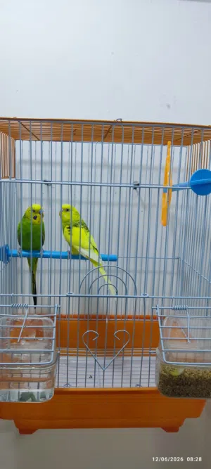 طيور الحب للبيع