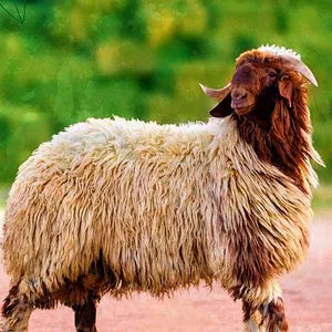 ‏غنم‏2