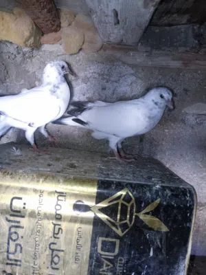 متاااح جوزين فراخ صحة ونظافة