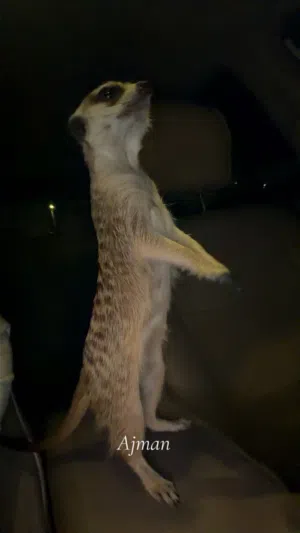 ميركات ( نمس ) بيعه مستعجل