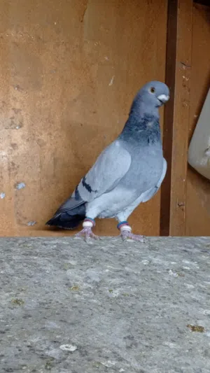 متاح فحول للبيع