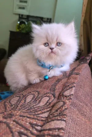 قطط هملايا بلو