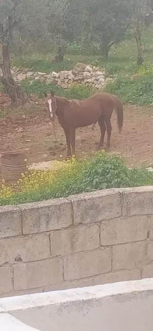 حصان كفاله حراث ركوب عقل ساغ سلم