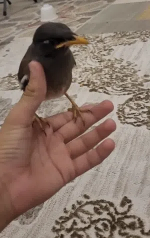 للبيع مينه اليفه تتكلم خفيف بدايه كلام عمرها 4 شهور تجي طيران