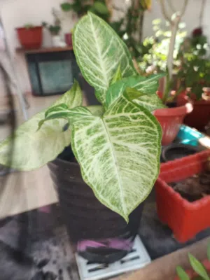 Arrowheaded plant