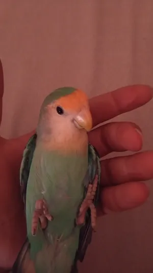 Parrots1