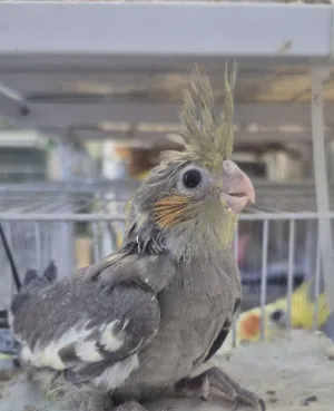 Cockateils chicks  , grey pied  and yellow lutino