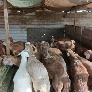 أضاحي طليان حرية وسواكني مرابي طعم ووزن ممتازة