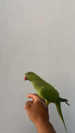 ببغاء الدره اليف للبيع