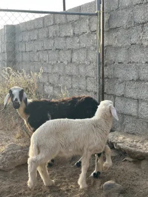 للبيع جعد 2 مع عيالهن