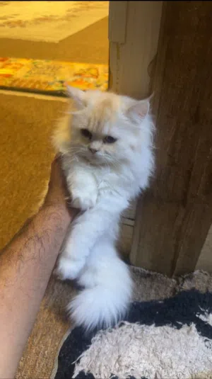 قطة جميلة متعلمة