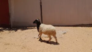 خروف وطني الله يبارك عمره ف7شهور سليم من العيوب والامراض