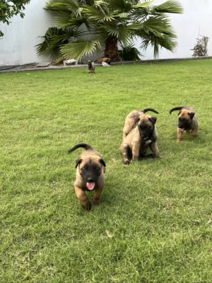 جراء مالينو للبيع عمر شهر متبقي اخر ثلاث وذكور والسعر 190