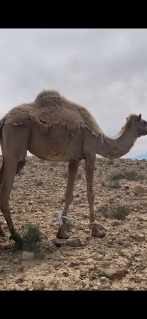 نياق لحم ضحايا