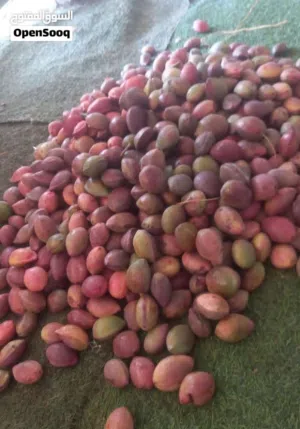 بيذام لذيذ
