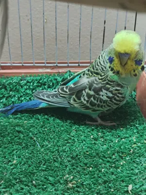 متاح زيادات