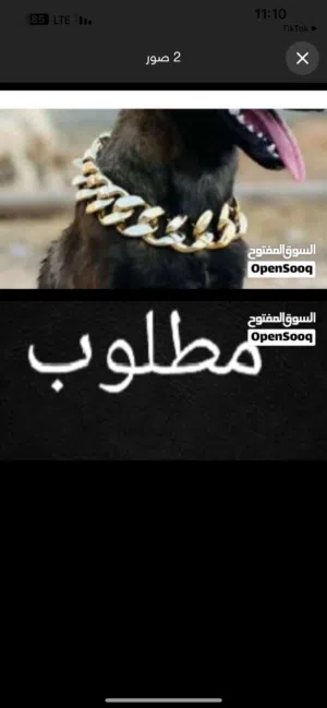 مطلوب زي لي فـჂ̤ صوره