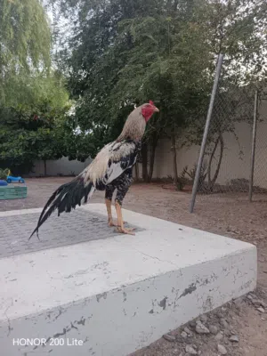 للبيع طير باكستاني