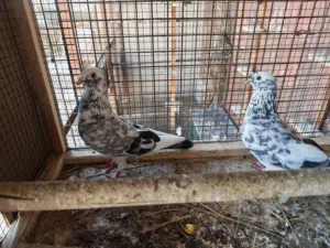 متاح  زوج مزاويج   وتك فحل  ملاحظة   شلع كلهن ينباعن  مال بيت ونضيفات وخشنات