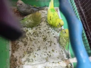 جوز حب معو 3 فراخ على وجه فطم وطير كوكتيل الف ميه بل ميه