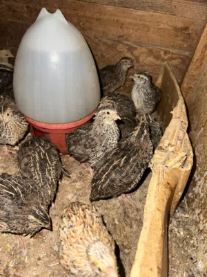 موجود فر سمان
