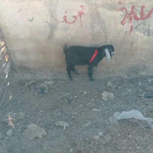 صخله بصلاه على النبي
