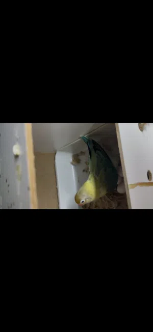 متاح زوج قندور
