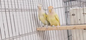 ثلاثة كوبيات روز تواصل واتس اب