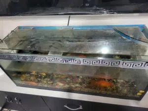 حوض سمك مع سمكات