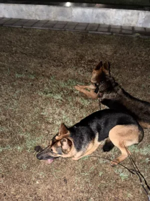 German shepherds
