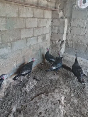 4 حبشات بصلاة على النبي