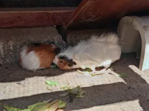 قناده بصحة جيدة 2 إناث 2 دكوره