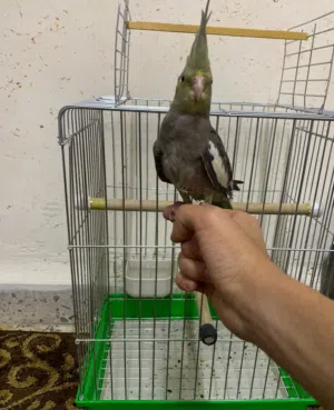 عصفور كوكتيل أليف للبيع. (أقرا الوصف).