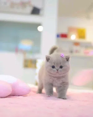 Munchkin kittens
