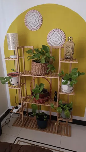 Money Plants With All Pots, Plant Stand And The Decor Pieces For Sale