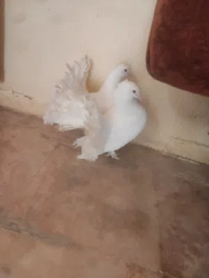 جوز هزاز ابيض تحتو فرخ تحضين ابن حلبيات