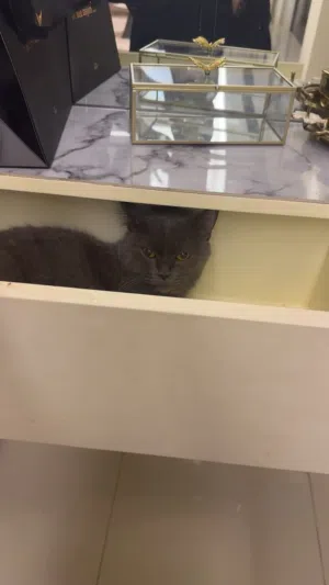 قط بريتش شورت هير (British Shorthair) بيور ومميز
