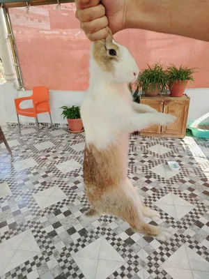 ‏أرانب‏0