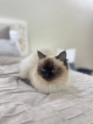 سيامي للتبني Siamese Cat for Adoption