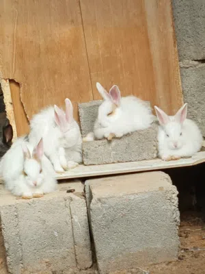 ارانب   ارانب