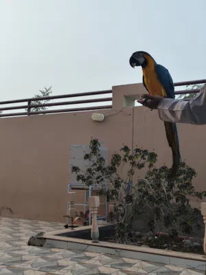 النوع: مكاو أفريقي