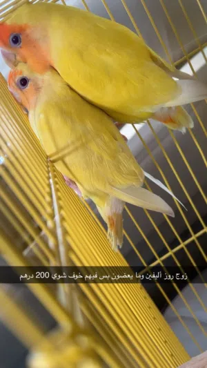 للبيع زوج روز