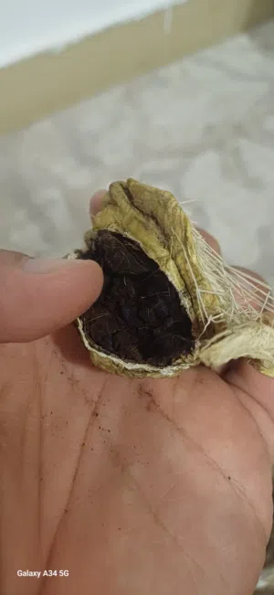 صرة مسك غزال اصلي نادر