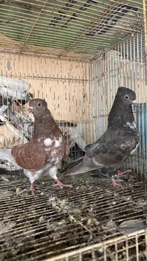 للبيع حمام بو شهر وحمام كويتي لوت