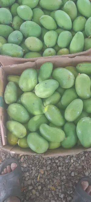 Fresh green mango (omani)